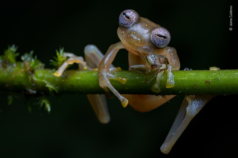 Wildlife Photographer of the Year 2020 - Jaime Culebras - Manduriacu Glass Frog (Ecuador)